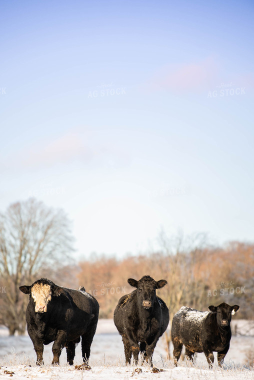 Cattle in Snowy Pasture 96023