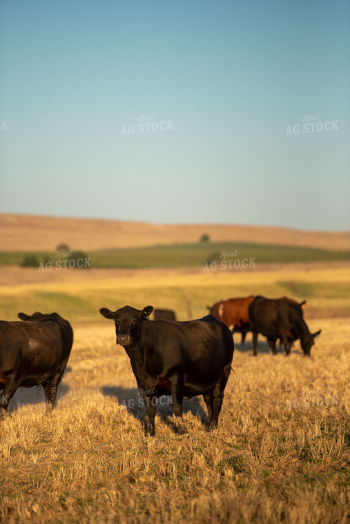Cattle in Pasture 57032