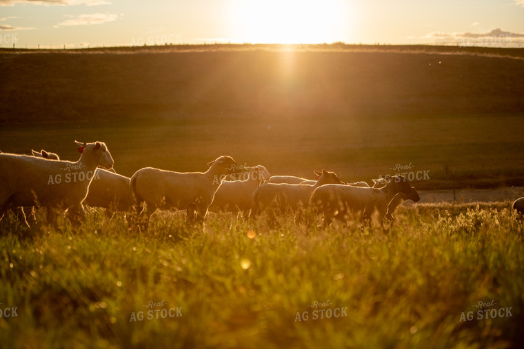 Sheep in Pasture 57036