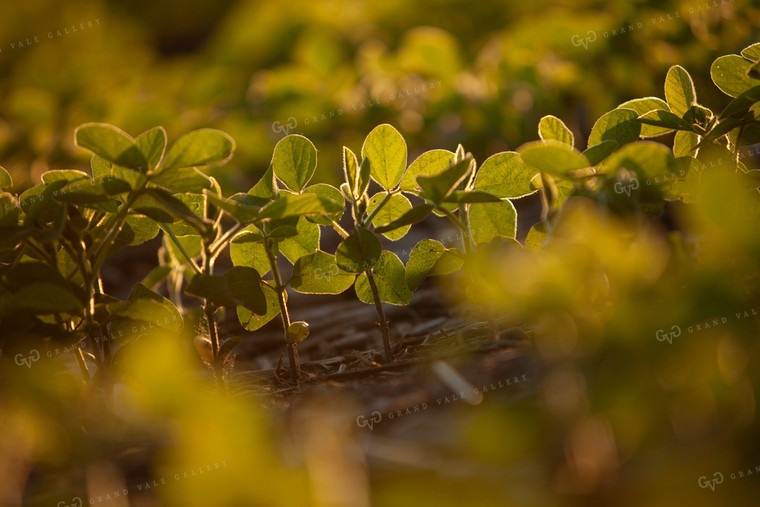 Soybeans - Mid-Season 1498