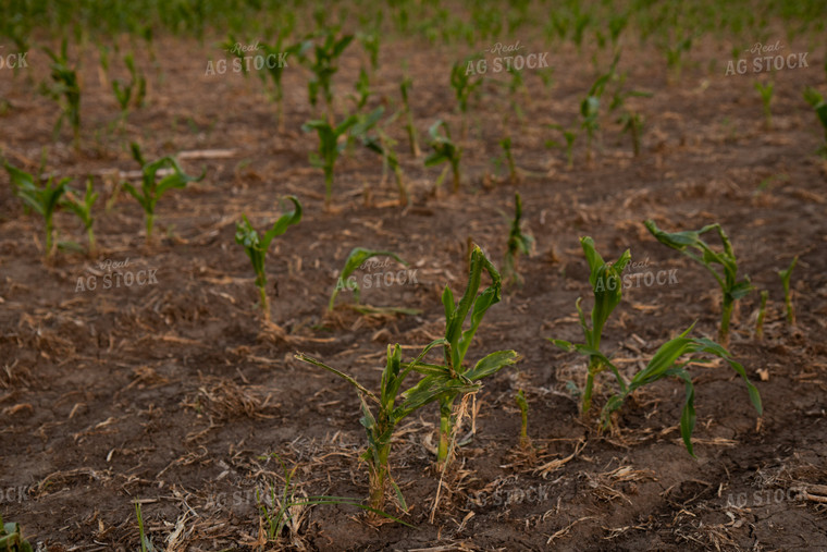 Hail Damaged Corn With Wet Soil 67259