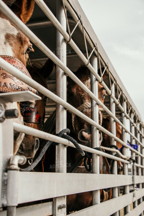 Horses in Livestock Trailer 98000