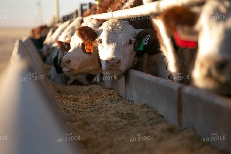 Cattle Eating Out of Trough 99002
