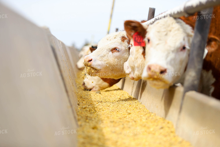 Cattle Eating Out of Trough 99008