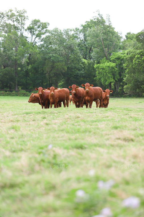 Cattle in Pasture 99015