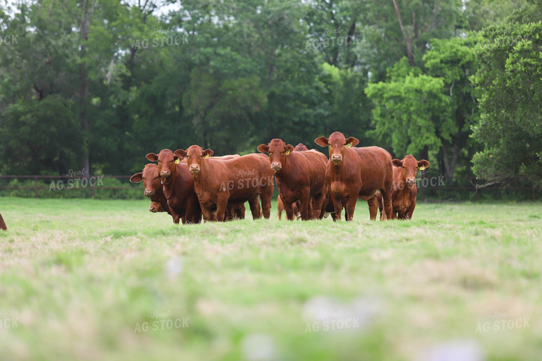 Cattle in Pasture 99016