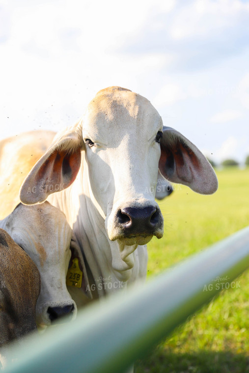 Brahman Cow in Pasture 99020