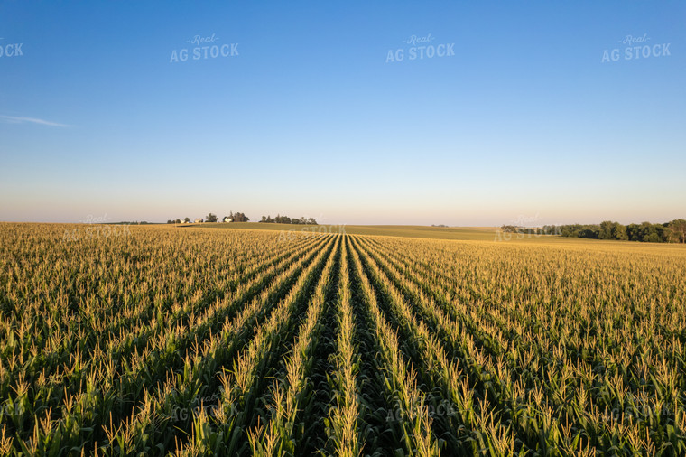 Rows of Corn 92022