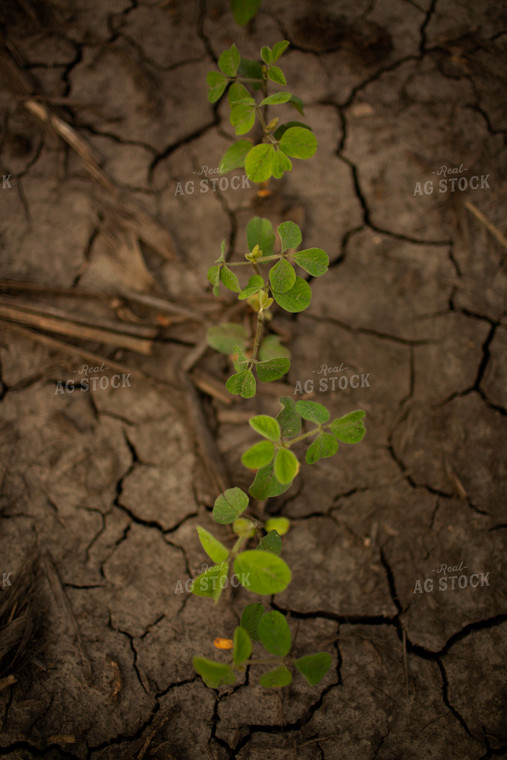 Early Growth Soybeans 6312