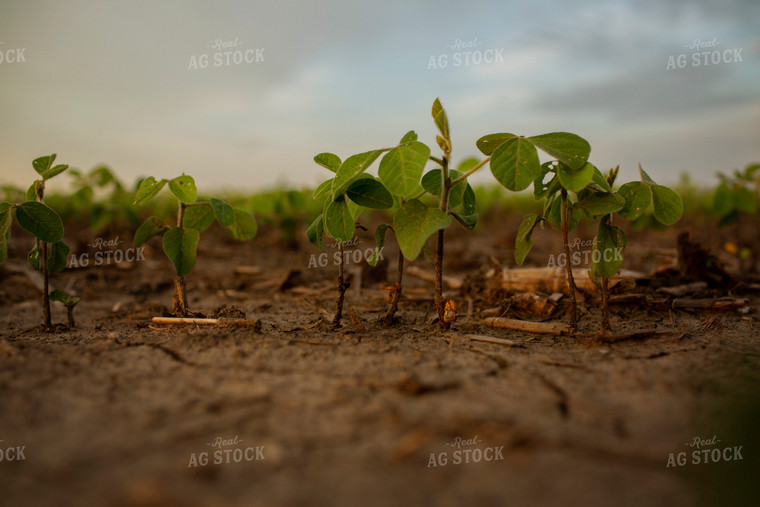 Early Growth Soybeans 6316