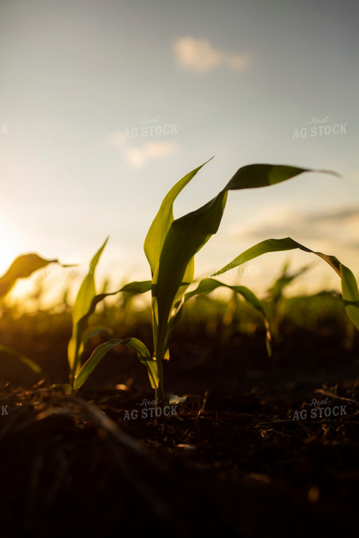 Early Growth Corn 6323