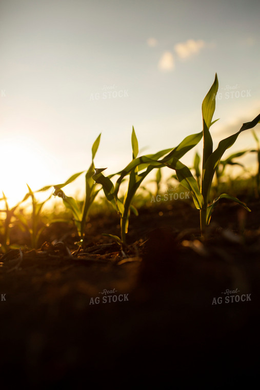 Early Growth Corn 6324