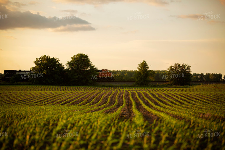 Corn Field with Train 6331