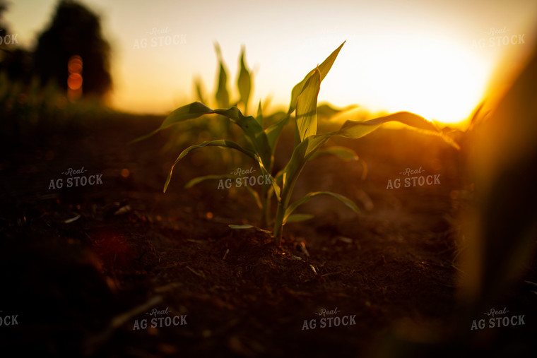 Early Growth Corn 6333
