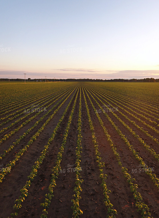 Early Growth Soybeans 100003