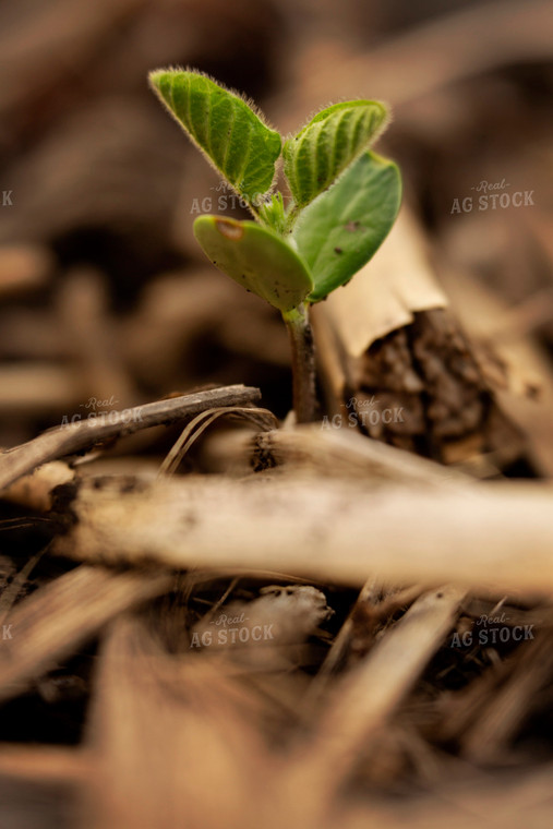 Early Growth Soybean Plant 6344