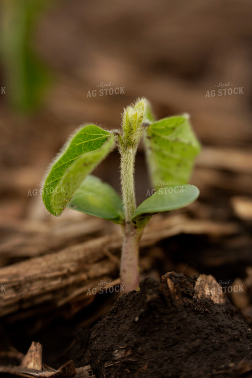 Early Growth Soybean Plant 6346