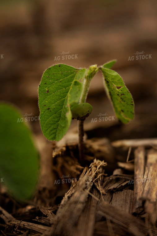 Early Growth Soybean Plant 6349