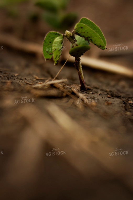 Early Growth Soybean Plant 6350