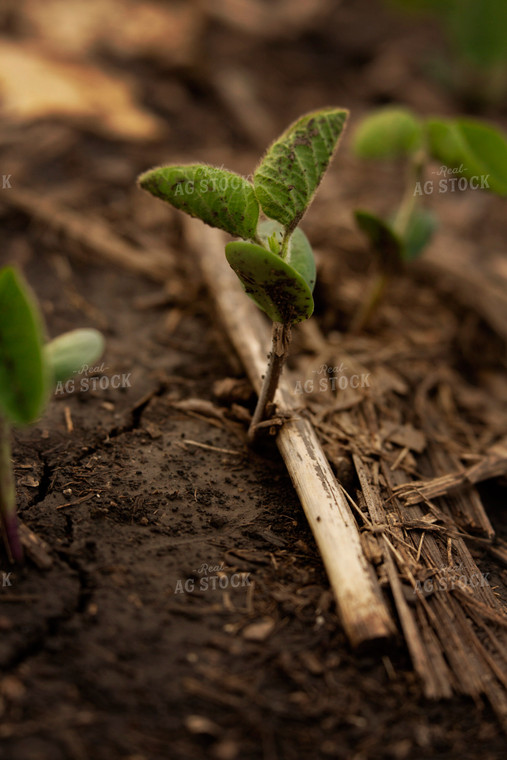 Early Growth Soybean Plant 6354