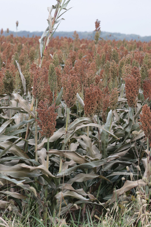 Field of Sorghum 102006