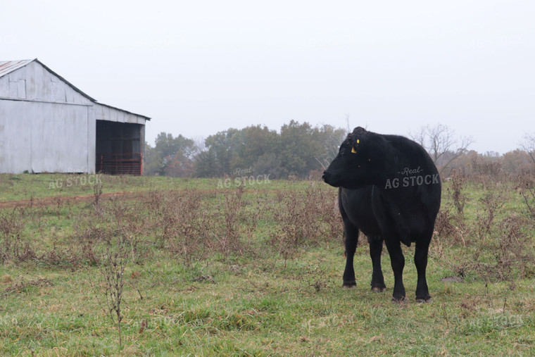 Angus Cow in Pasture 102007