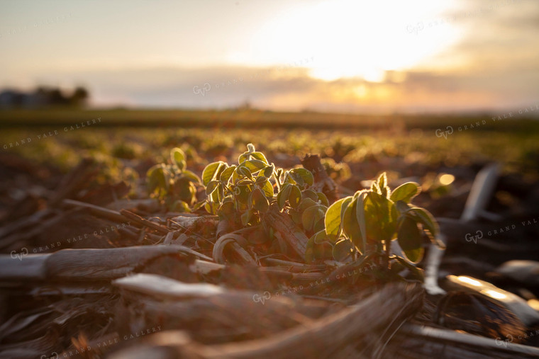 Soybeans - Mid-Season 1512