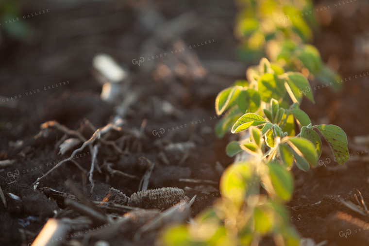 Soybeans - Mid-Season 1514