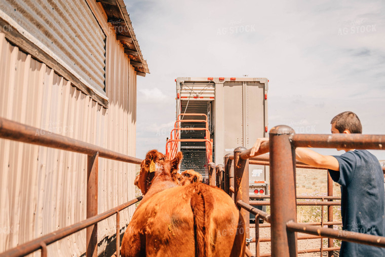Red Angus Cow in Chute 97030