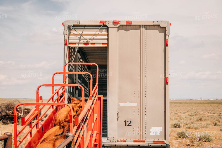 Angus Cattle in Chute 97031