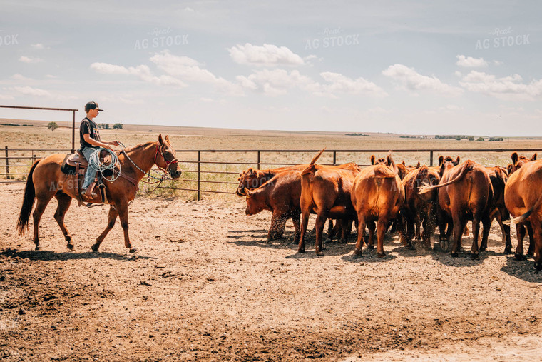 Rancher on Horse with Cattle 97034