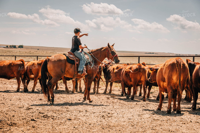 Rancher on Horse with Cattle 97035