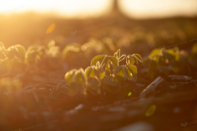 Soybeans - Mid-Season 1516