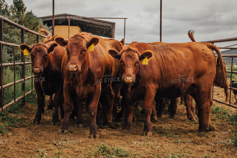 Angus Cattle in Farmyard 97058