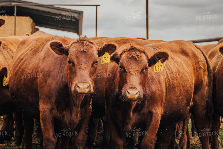 Angus Cattle in Farmyard 97059