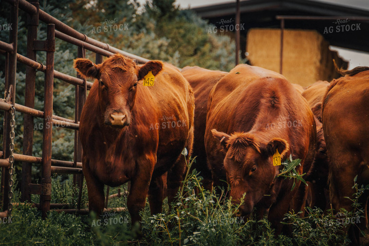 Angus Cattle in Farmyard 97061