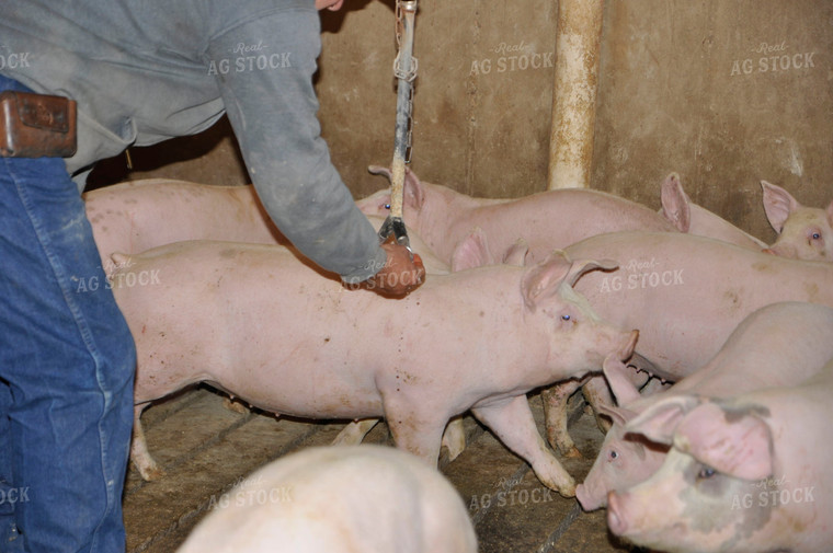 Pigs in Pens 103015