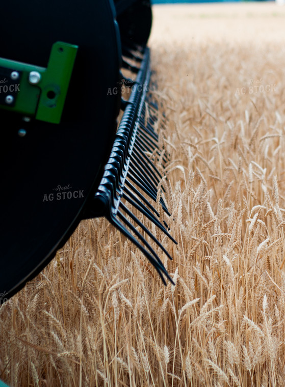 Wheat Harvest 103029