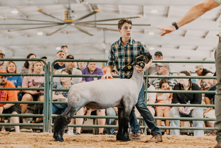 Farm Kid Showing Sheep 52510