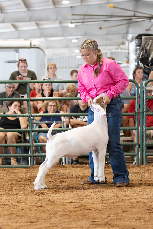 Farm Kid Showing Goat 52515