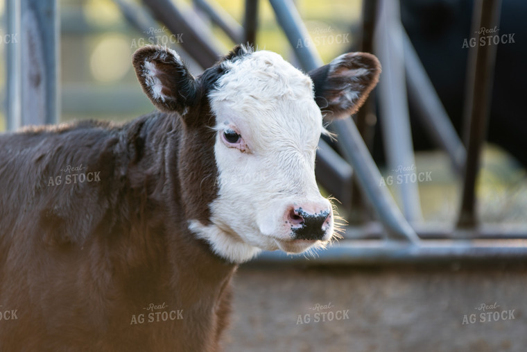 Hereford Calf in Farmyard 50220