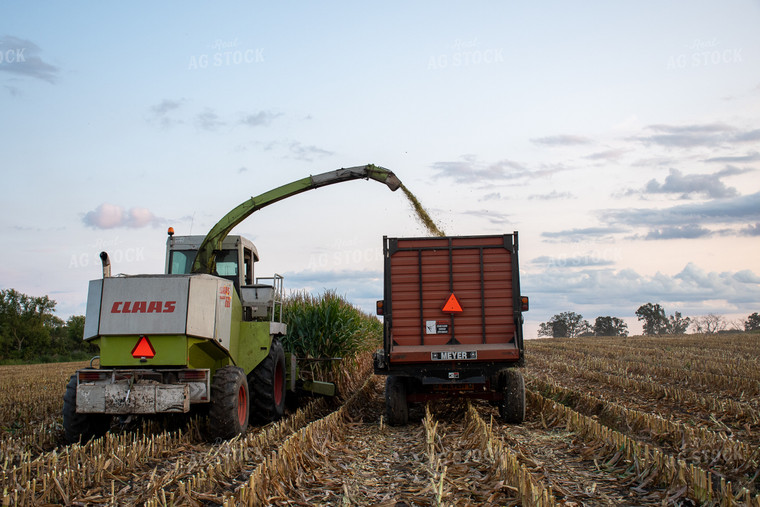 Silage Harvest 50241