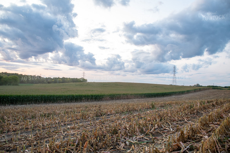 Corn Field 50252