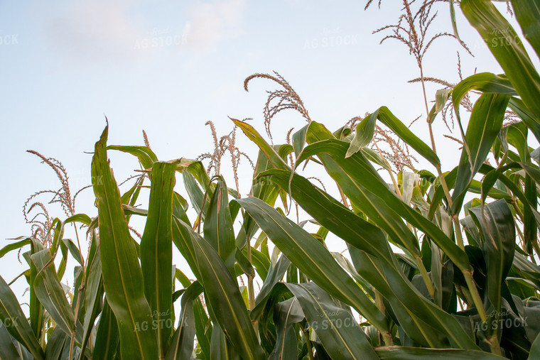 Corn Leaves and Tassels 50256