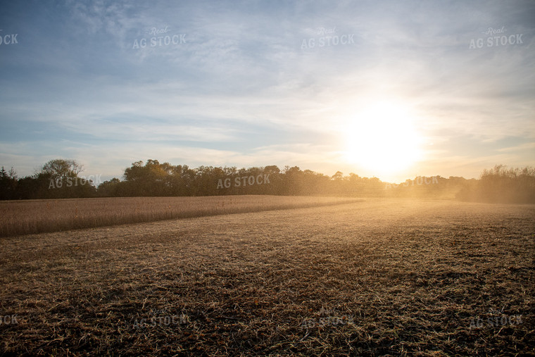 Ready for Harvest Soybeans 50299