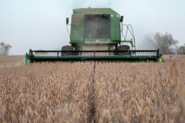 Soybean Harvest 50306
