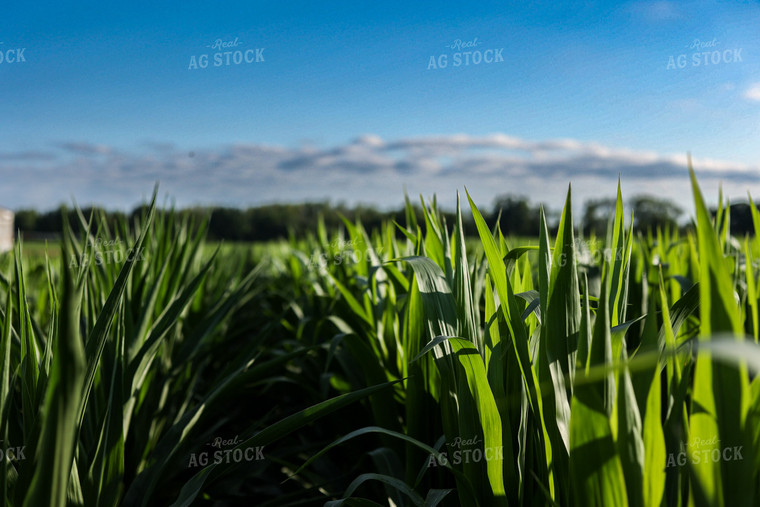 Corn Leaves 104001