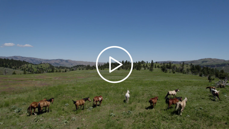 Horses in Montana Pasture 92034