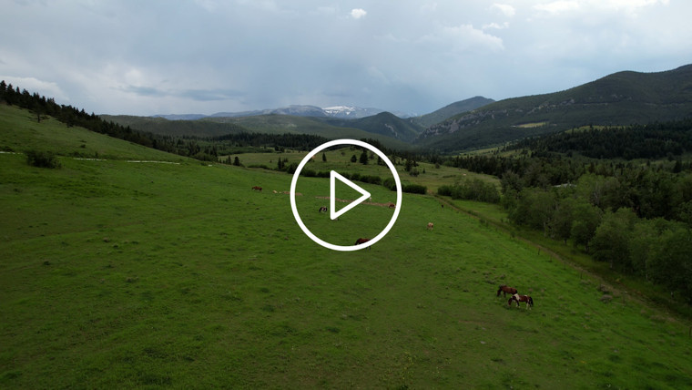 Horses in Montana Pasture 92036