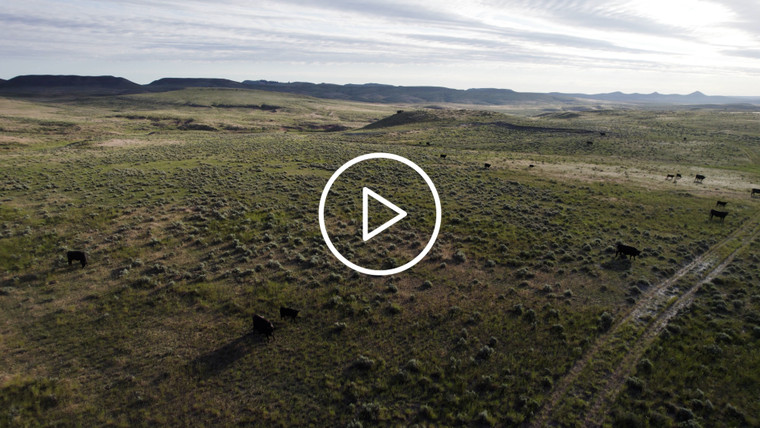 Cattle in Wyoming Pasture Drone 92043